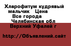 Хларофитум кудрявый мальчик › Цена ­ 30 - Все города  »    . Челябинская обл.,Верхний Уфалей г.